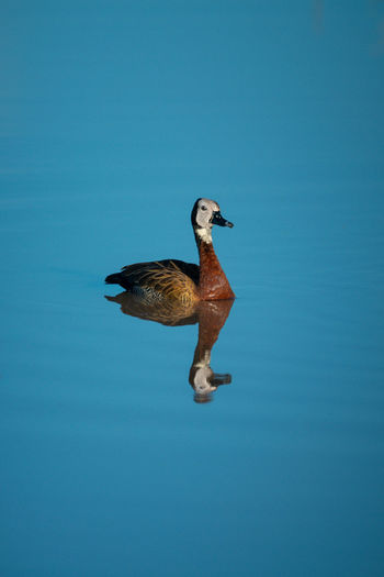 White-faced whistling-duck swims in pond with reflection
