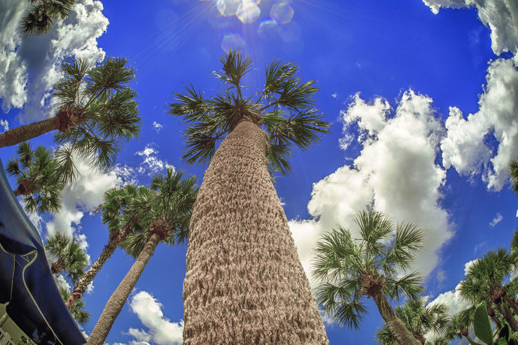 Low angle view of date palm tree