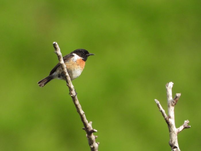 Male stonechat on green background
