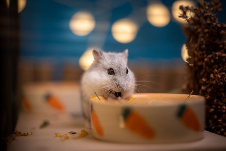 Close-up of hamsterl on table