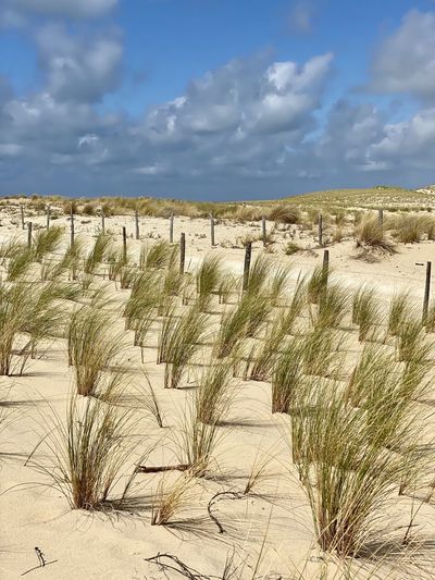 Plants growing on sand dune against sky