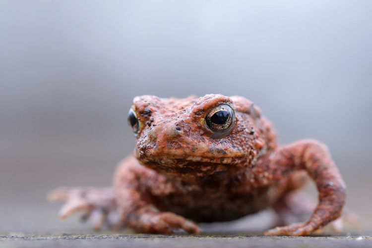 Toad portrait