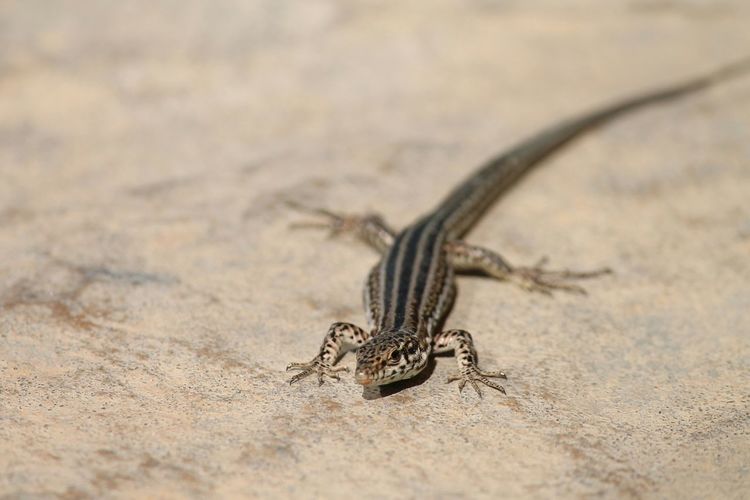 Close-up of lizard on surface