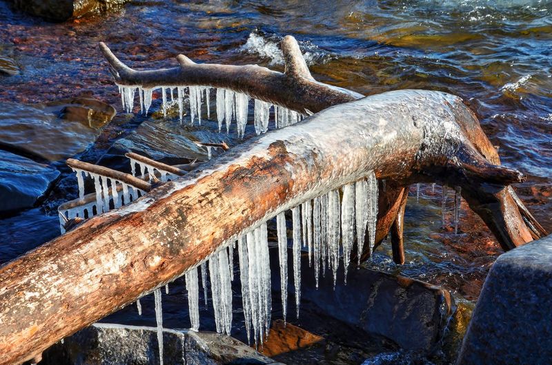 Icicles on fallen tree by lake