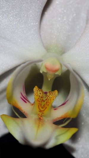 Macro shot of flower blooming outdoors