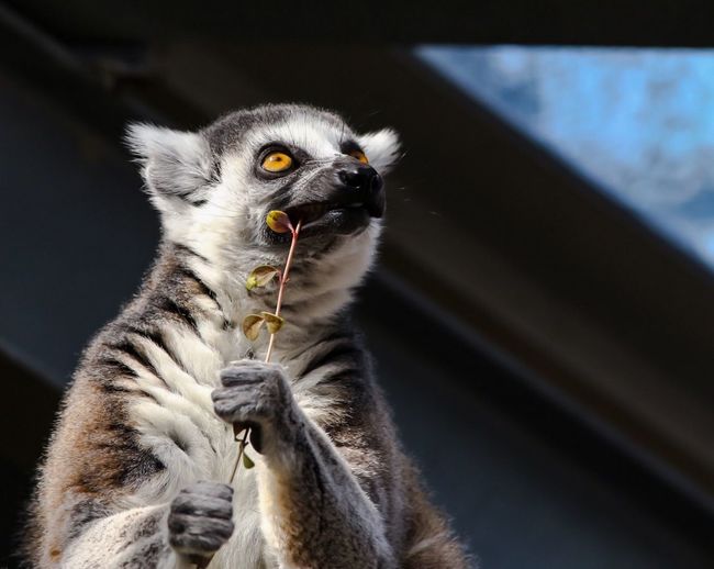 Lemur eating grass