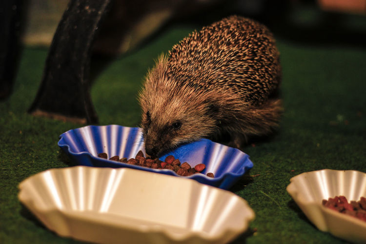 Close-up of hedgehog eating seeds from plate