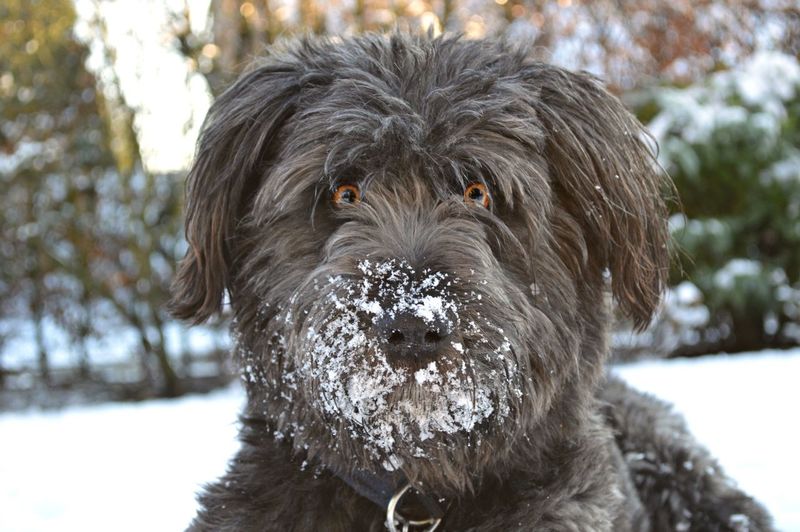 Tibetan terrier dog in snow