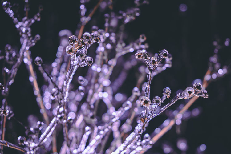 A branch covered with a crust of ice with neon lighting. ice garland