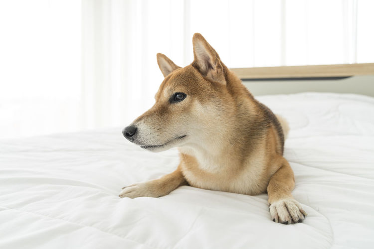 View of a dog lying on bed