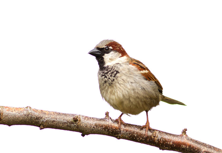 Low angle view of bird perching on branch against clear sky