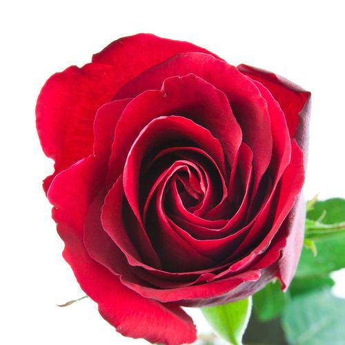 Close-up of red rose against white background