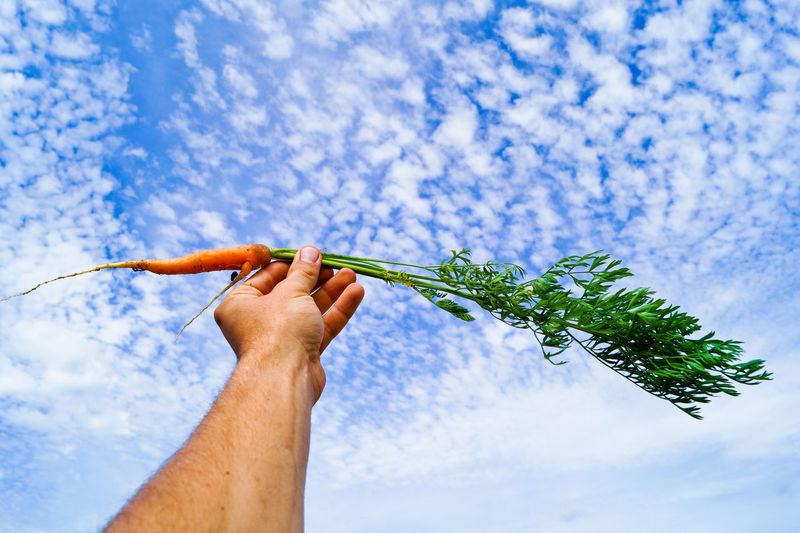 Low angle view of hand holding carrot against cloudy sky