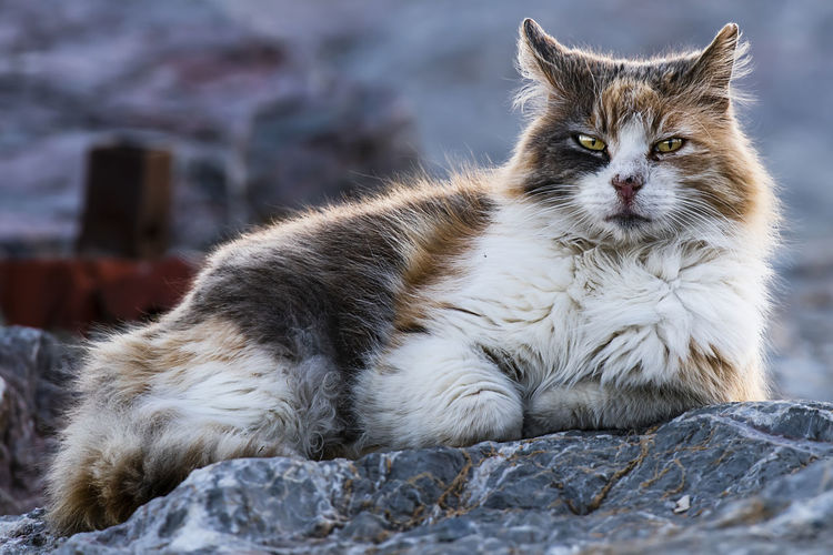 Close-up of cat sitting on rock