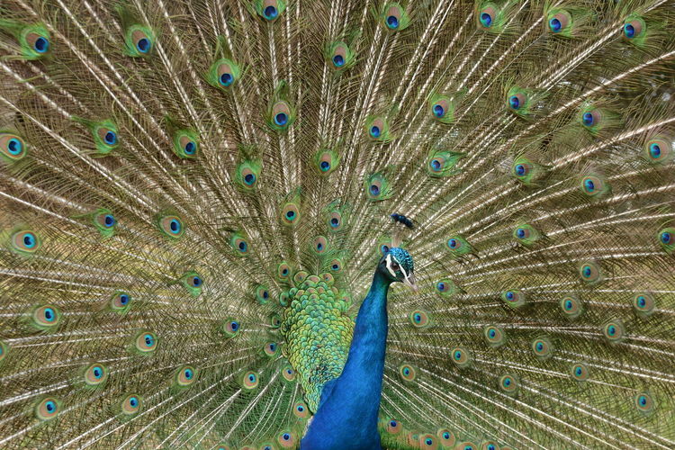 Peacock with feathers fanned out