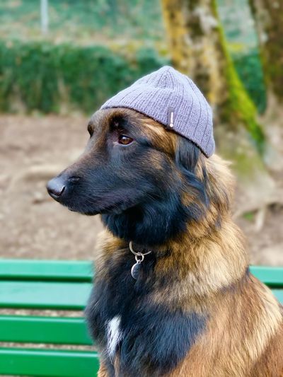 Close-up of dogwith a hat  looking away