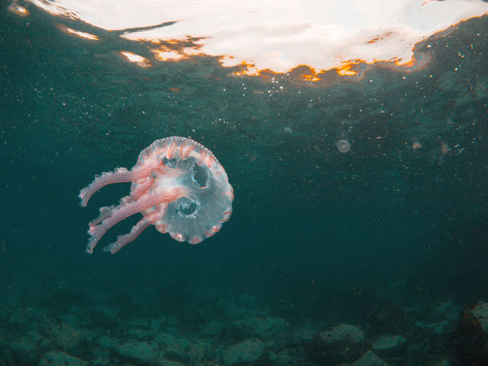 A purple nettle jellyfish floating in the current of the mediterranean
