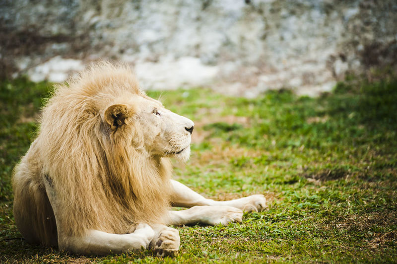 Lion relaxing on grassy field at zoo