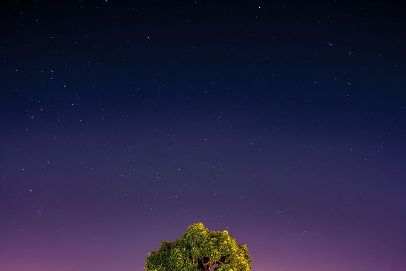 Low angle view of trees against star field at night