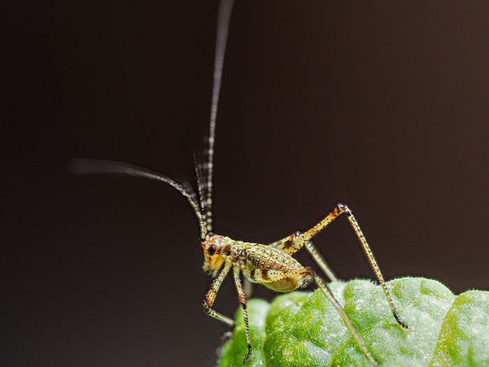 Close-up of grashopper