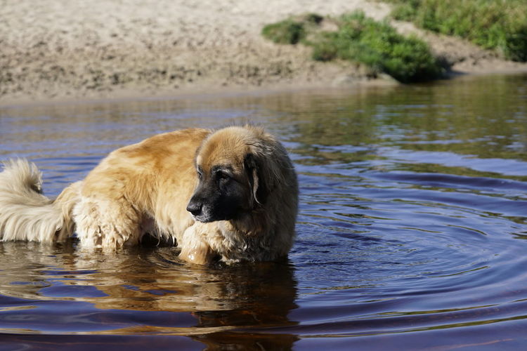 Dog swimming in a lake