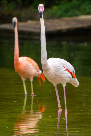 Flamingo drinking water