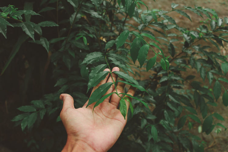 Close-up of hand touching plant