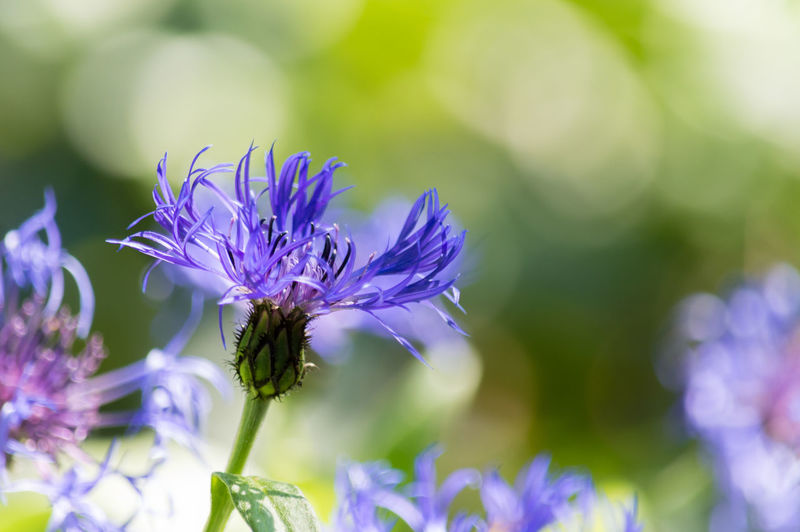 Close-up of cornflowers blooming outdoors