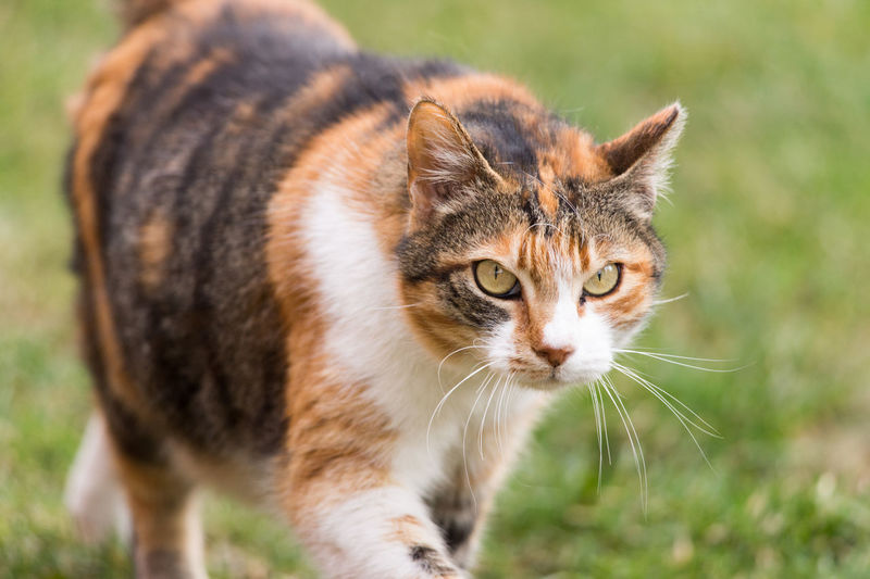 Close-up portrait of cat walking on field