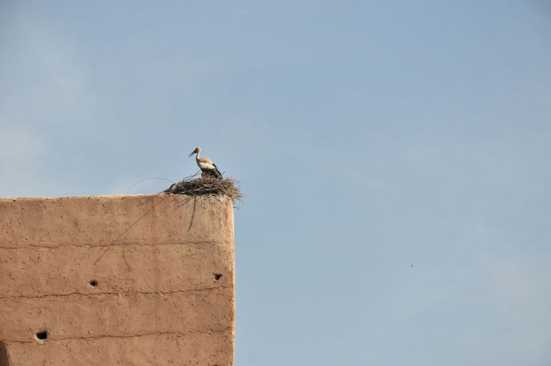 Low angle view of bird perching on a wall