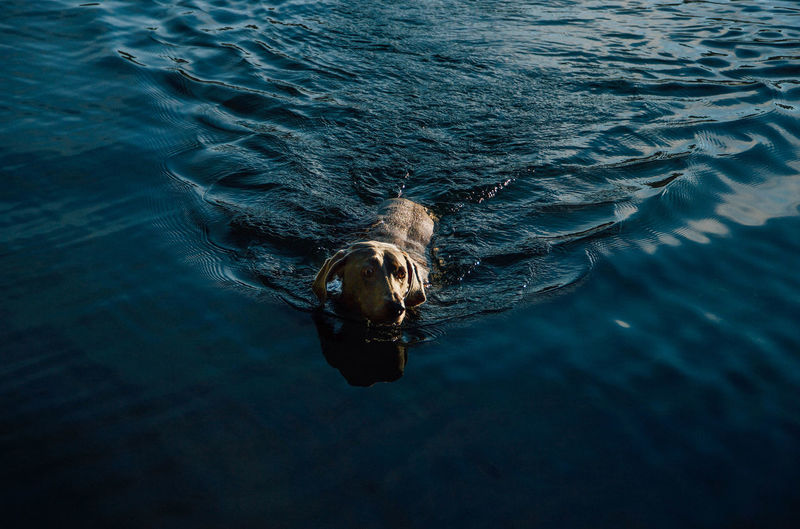 High angle view of weimaraner dog swimming at lake