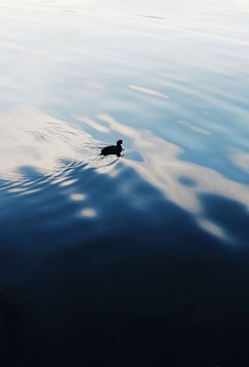 High angle view of bird swimming in lake