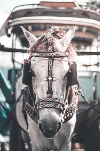 Close-up of horse wearing bridle standing outdoors
