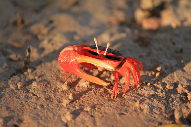 Close-up of red crab on sand at beach