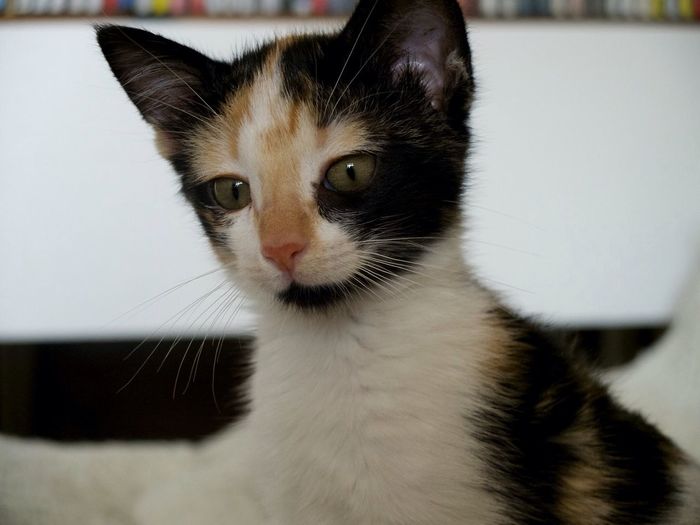 Close-up portrait of cat