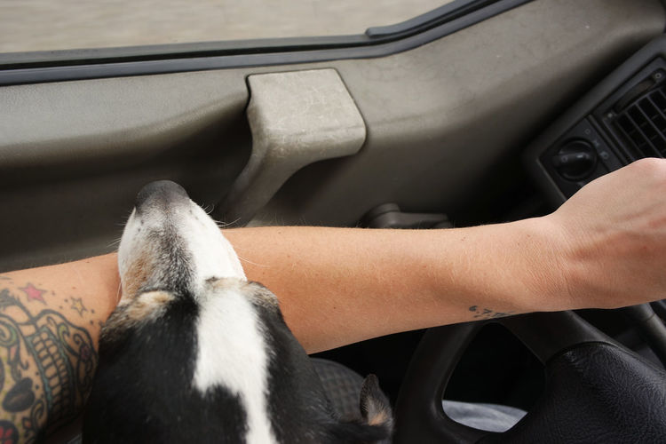 Cropped hand with dog in car
