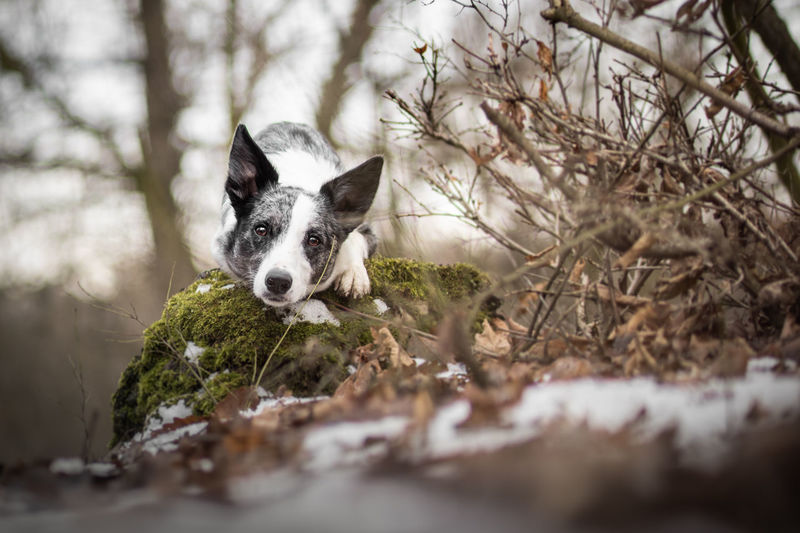 Portrait of blue merle border collie.
