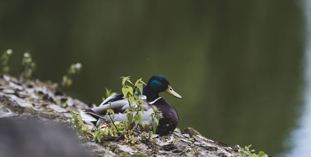 Male mallard duck at lakeshore