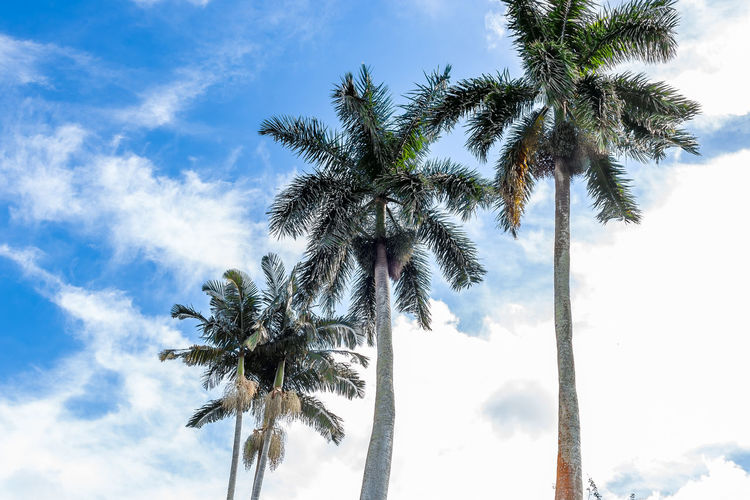 Low angle view of palm tree against sky