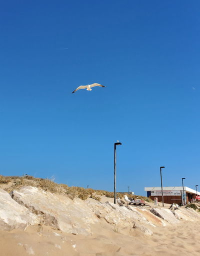 Seagull flying above the sky