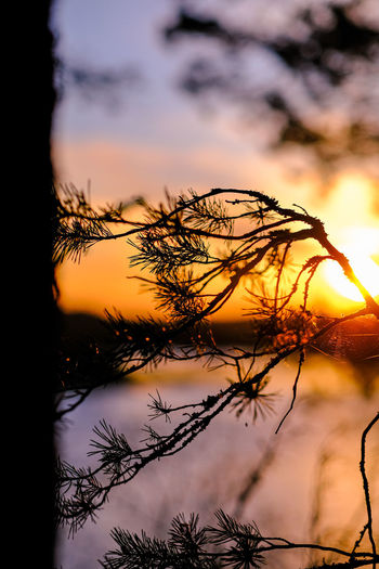 Close-up of silhouette plants against lake during sunset