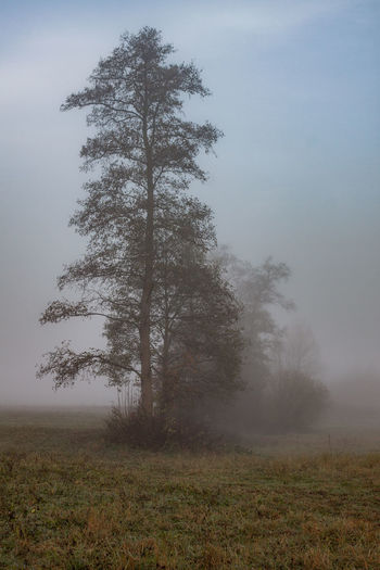 Tree on field against sky