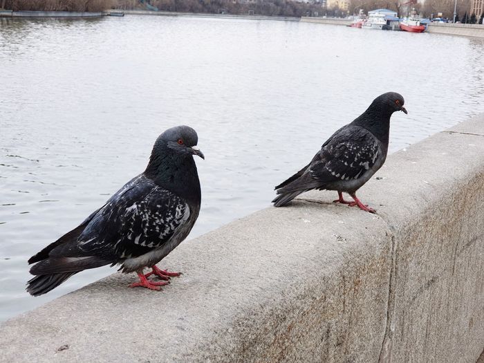 Pigeons perching on a lake