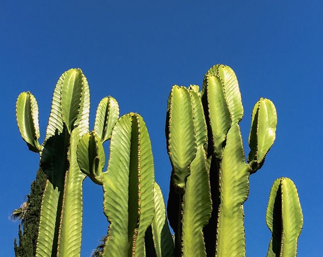 Close-up of succulent plant against clear blue sky