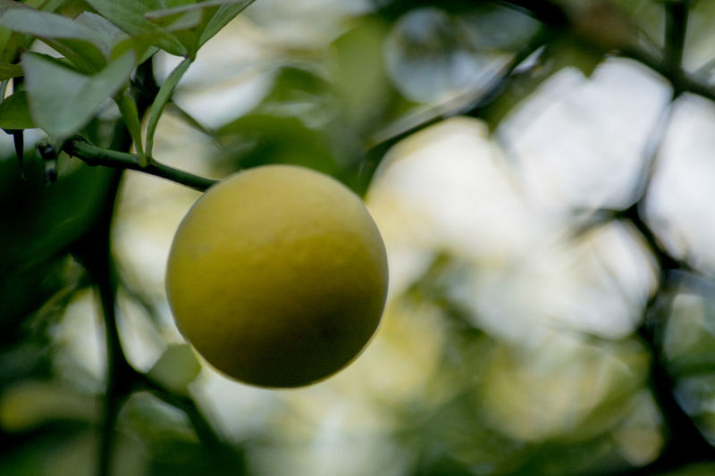 Close-up of fruit on tree
