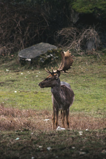 Deer standing in ruins wild land 