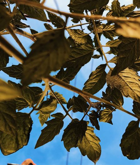 Low angle view of autumnal leaves against sky