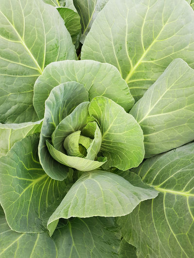 Top view of young fresh green cabbage, maturing heads grow on a vegetable farm