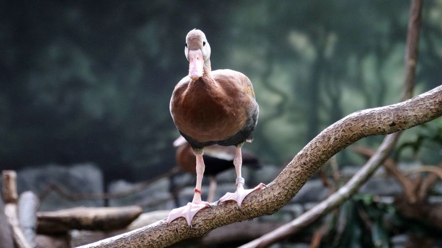Close-up of duck portrait perching on branch