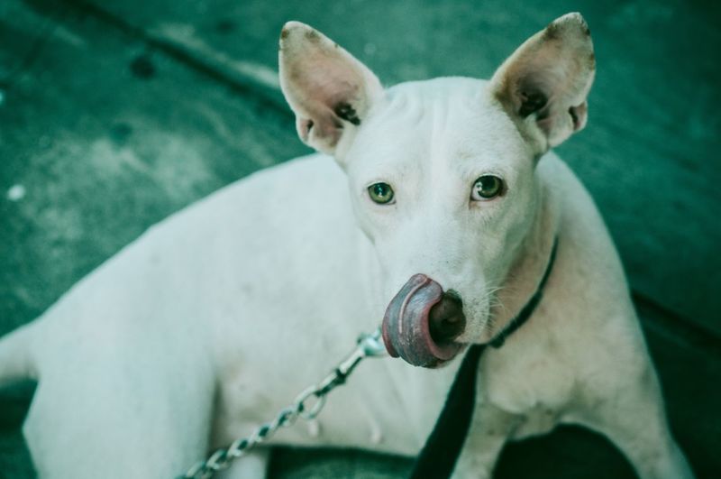 Close-up portrait of a dog licking nose